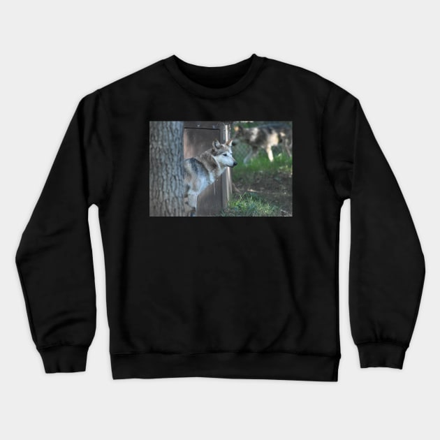 Mexican Grey Wolf Crewneck Sweatshirt by MarieDarcy